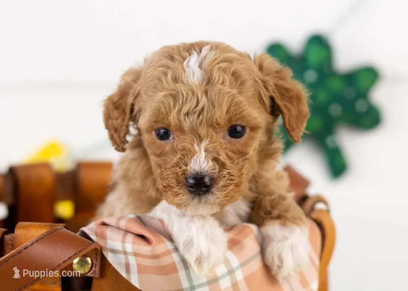 Roger - Micro – Goldendoodle puppy for sale in Goshen, IN