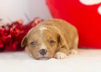 Roger - Micro, a male Goldendoodle for sale in Goshen, IN – Photo 1 of 4