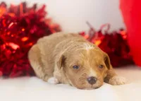 Roger - Micro, a male Goldendoodle for sale in Goshen, IN – Photo 3 of 4