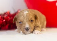 Roger - Micro, a male Goldendoodle for sale in Goshen, IN – Photo 4 of 4