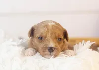Roger - Micro, a male Goldendoodle for sale in Goshen, IN – Photo 2 of 4