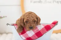 Mallory - Mini, a female Miniature Goldendoodle for sale in Goshen, IN – 2 of 3