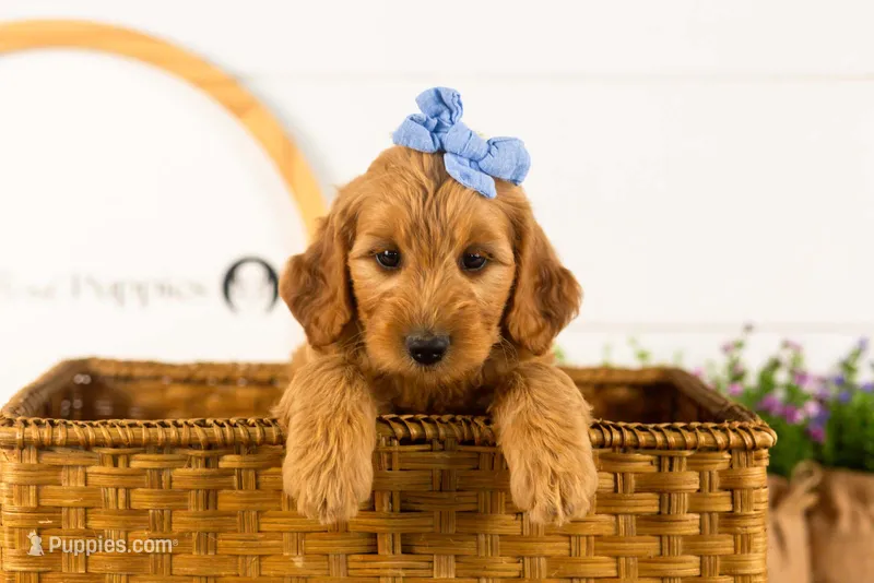 Sequoia - Mini – Miniature Goldendoodle puppy for sale in Goshen, IN