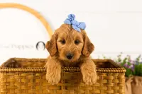 Sequoia - Mini, a female Miniature Goldendoodle for sale in Goshen, IN – 4 of 10