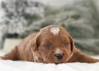 Anna - Micro, a female Goldendoodle for sale in Goshen, IN – Photo 8 of 10