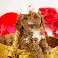 Anna - Micro, a female Goldendoodle for sale in Goshen, IN – Photo 1 of 10