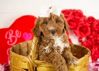 Anna - Micro, a female Goldendoodle for sale in Goshen, IN – Photo 1 of 10