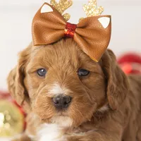 Anna - Micro, a female Goldendoodle for sale in Goshen, IN – Photo 6 of 10