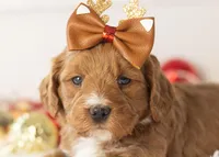 Anna - Micro, a female Goldendoodle for sale in Goshen, IN – Photo 6 of 10