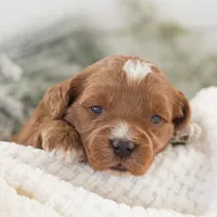 Anna - Micro, a female Goldendoodle for sale in Goshen, IN – Photo 7 of 10