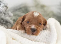 Anna - Micro, a female Goldendoodle for sale in Goshen, IN – Photo 7 of 10