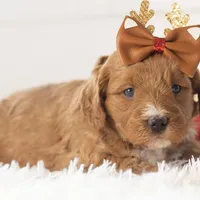 Anna - Micro, a female Goldendoodle for sale in Goshen, IN – Photo 5 of 10