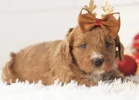 Anna - Micro, a female Goldendoodle for sale in Goshen, IN – Photo 5 of 10