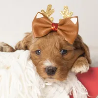 Anna - Micro, a female Goldendoodle for sale in Goshen, IN – Photo 4 of 10