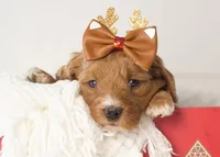 Anna - Micro, a female Goldendoodle for sale in Goshen, IN – Photo 4 of 10