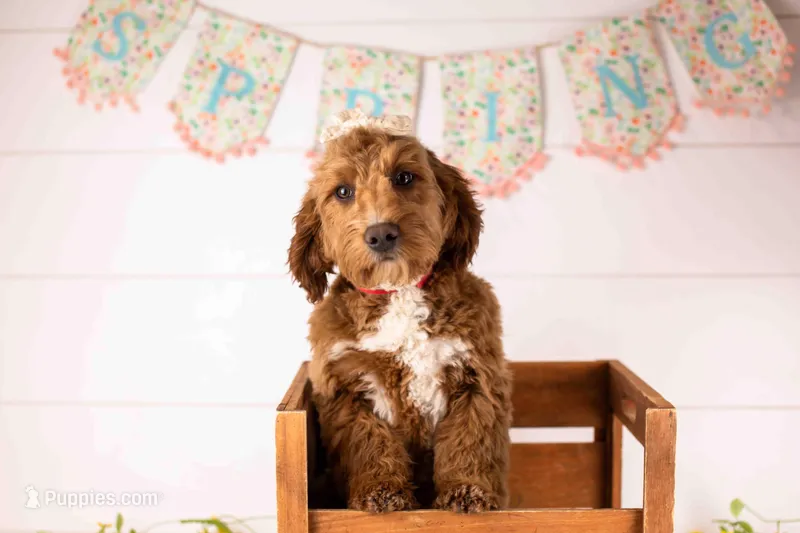 Anna - Micro – Goldendoodle puppy for sale in Goshen, IN