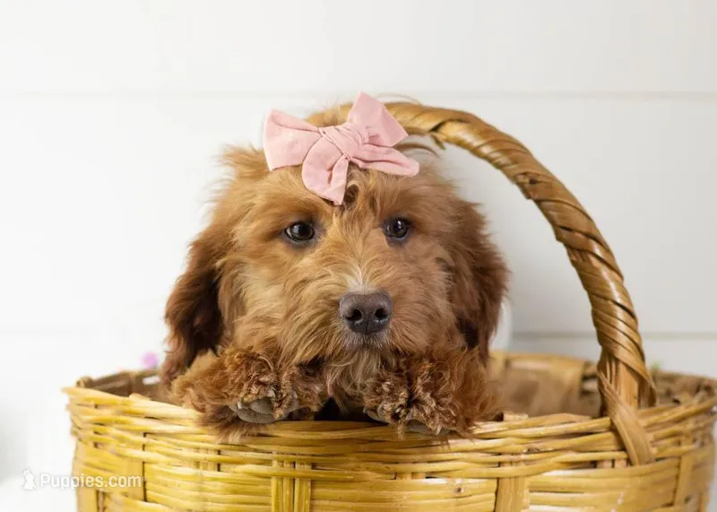 Anna - Micro – Goldendoodle puppy for sale in Goshen, IN
