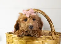 Anna - Micro, a female Goldendoodle for sale in Goshen, IN – Photo 1 of 10