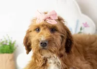 Anna - Micro, a female Goldendoodle for sale in Goshen, IN – Photo 2 of 10