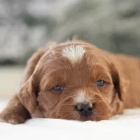 Anna - Micro, a female Goldendoodle for sale in Goshen, IN – Photo 10 of 10