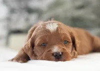 Anna - Micro, a female Goldendoodle for sale in Goshen, IN – Photo 10 of 10
