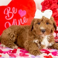 Anna - Micro, a female Goldendoodle for sale in Goshen, IN – Photo 3 of 10