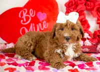 Anna - Micro, a female Goldendoodle for sale in Goshen, IN – Photo 3 of 10