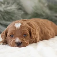 Anna - Micro, a female Goldendoodle for sale in Goshen, IN – Photo 9 of 10