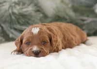 Anna - Micro, a female Goldendoodle for sale in Goshen, IN – Photo 9 of 10