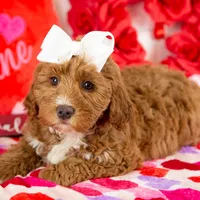 Anna - Micro, a female Goldendoodle for sale in Goshen, IN – Photo 2 of 10