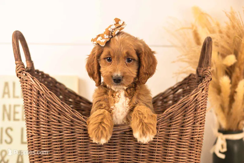 Ember - Medium – Goldendoodle puppy for sale in Goshen, IN