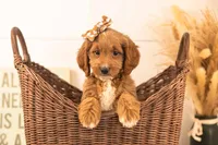 Ember - Medium, a female Goldendoodle for sale in Goshen, IN – 1 of 6
