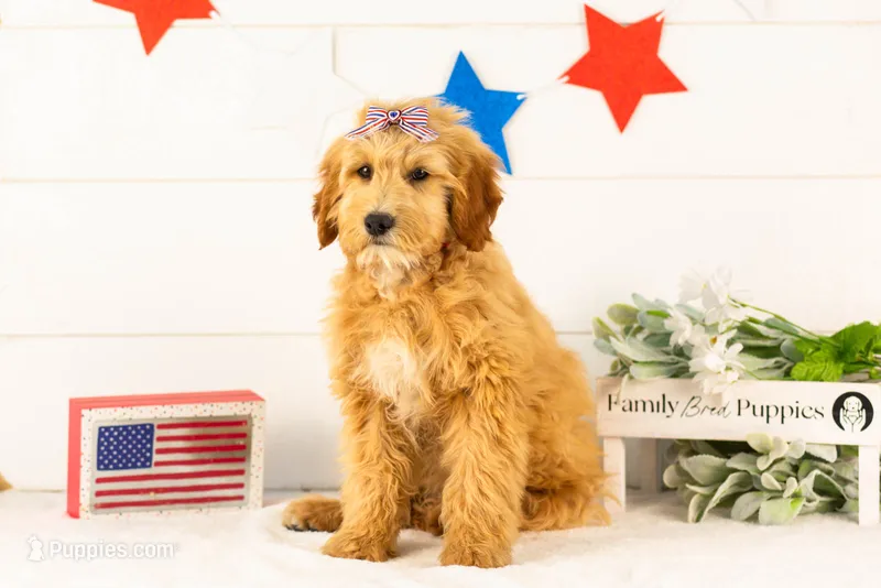Linda - Micro – Goldendoodle puppy for sale in Goshen, IN