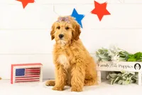 Linda - Micro, a female Goldendoodle for sale in Goshen, IN – 1 of 10