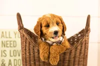 Maze - Medium, a male Goldendoodle for sale in Goshen, IN – 3 of 8