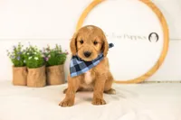 Putzie - Medium, a male Goldendoodle for sale in Goshen, IN – 4 of 10