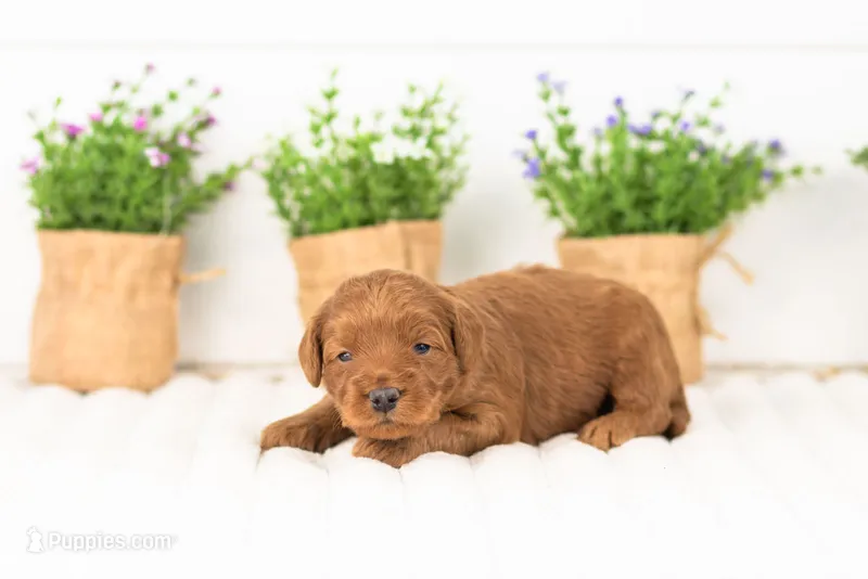 Lark - Medium – Goldendoodle puppy for sale in Goshen, IN