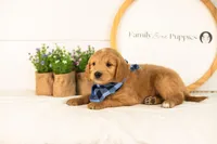 Putzie - Medium, a male Goldendoodle for sale in Goshen, IN – 6 of 10