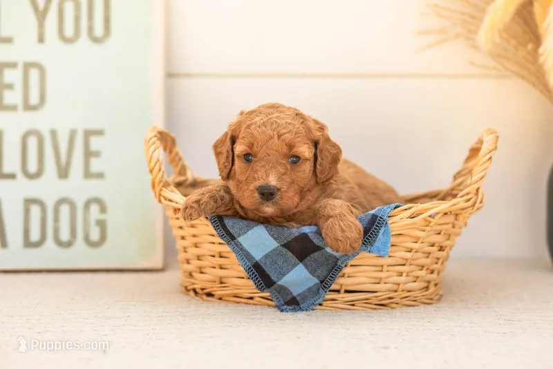 Glow - Mini – Goldendoodle puppy for sale in Goshen, IN