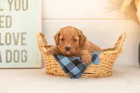 Glow - Mini, a female Goldendoodle for sale in Goshen, IN – 1 of 4