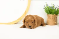 Doody - Medium, a male Goldendoodle for sale in Goshen, IN – 2 of 4