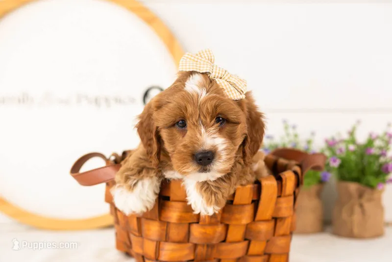 Lynette - Medium – Goldendoodle puppy for sale in Goshen, IN