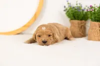 Sandy - Medium, a female Goldendoodle for sale in Goshen, IN – 3 of 4