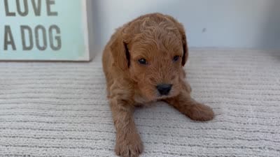 Cricket - Mini, a male Goldendoodle for sale in Goshen, IN – 4 of 4