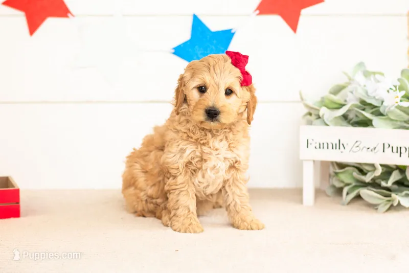 Isobel - Mini – Miniature Goldendoodle puppy for sale in Goshen, IN