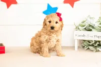 Isobel - Mini, a female Miniature Goldendoodle for sale in Goshen, IN – 1 of 3