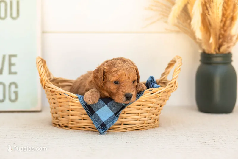 Cricket - Mini – Goldendoodle puppy for sale in Goshen, IN