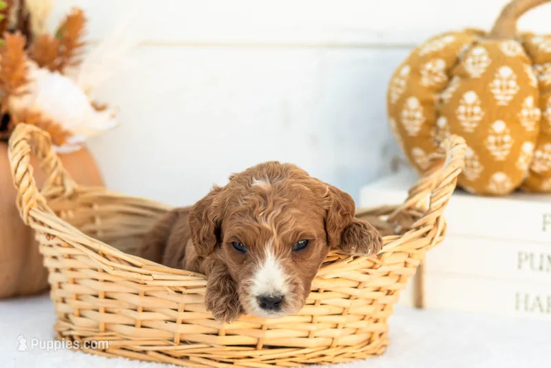Ally - Mini – Goldendoodle puppy for sale in Goshen, IN