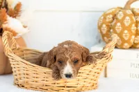 Ally - Mini, a female Goldendoodle for sale in Goshen, IN – 1 of 3
