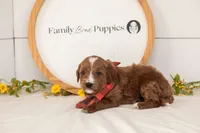 Ash - Mini, a male Miniature Goldendoodle for sale in Goshen, IN – 2 of 3